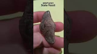 Brachiopod 550 million years old Found in Hancock County Ky fossil peedeeadventures [upl. by Ominoreg]