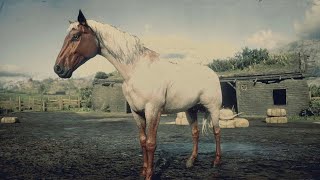 Red Dead Redemption 2 Every Horse  Flaxen Roan Tennessee Walker [upl. by Elmaleh]