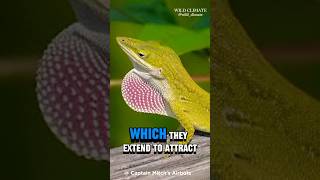 quotGreen Anole The ColorChanging Lizard with Superpowersquot shorts youtubeshorts wildclimate [upl. by Enairb193]