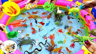 Colorful Cute Animals Carp Shark Goldfish Turtle Baba Duck GuppiesBettaCrocodileCrabSnake [upl. by Aleinad823]