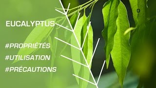 Comment utiliser l’eucalyptus  Phytothérapie [upl. by Aryajay]