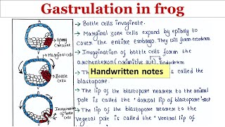 Gastrulation in frog  Handwritten notes [upl. by Enyrehtac]