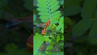 Ropalidia Marginata  Cam of RKC camofrkc shorts insects [upl. by Amirak381]