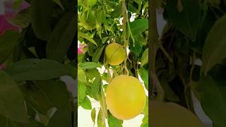 Lemon tree and lemon 🍋🍋💛shorts youtubeshorts garden [upl. by Callida]