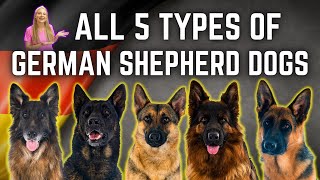 The 5 German Shepherd Breed Types Simply Explained [upl. by Angid]