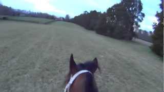 GOPRO HERO Galloping FAST Race Horse [upl. by Acimak]