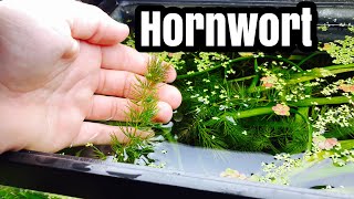 Hornwort Tank Aquascape and Setup [upl. by Ennaed256]