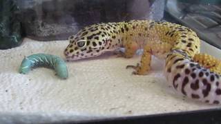 Leopard Gecko eating hornworm [upl. by Matty]