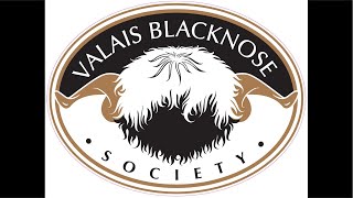 Valais Blacknose Beauties Sale at Borderway Carlisle on Saturday 24th August’24 [upl. by Callahan]