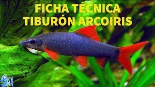 FICHA TÉCNICA TIBURÓN ARCOIRIS EPALZEORHYNCHOS FRENATUM [upl. by Nameerf]