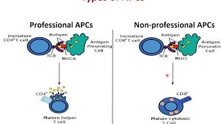 antigen presenting cells APCs  Lecture 29  general microbiology ampimmunology  Prof Noha Afifi [upl. by Ahsel876]