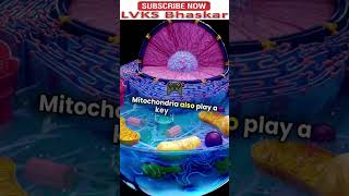 Mitochondria and apoptosis Shorts ViralShorts Trendingnow [upl. by Swamy]