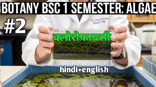 algae शैवाल  क्लोरोफायसी bsc 1 semester botany [upl. by Hildegaard115]