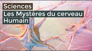 Les mystères du cerveau Humain  Documentaire français 2016 HD [upl. by Zischke]