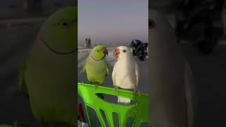 What is the approximate IQ of a parrot funny foryou parrot [upl. by Worra]