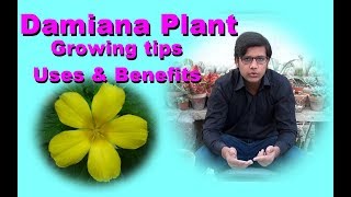 Damiana Plant Growing tips Uses amp Benefits Jamshed Asmi Informative Channel In Urdu Hindi [upl. by Noryt]