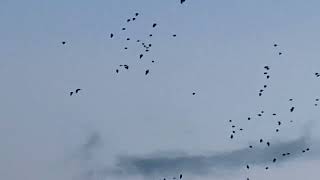 Pink footed geese arriving Findhorn bay [upl. by Novej464]