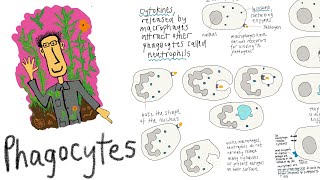 Phagocytes white blood cells that identify and destroy pathogens through phagocytosis [upl. by Fe817]