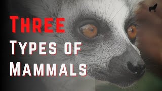 The Three Types of Mammals Differences and How to Tell [upl. by Eniledgam]