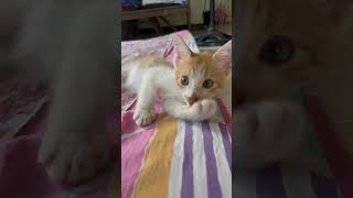 slurp prank with kitten [upl. by Kendricks]