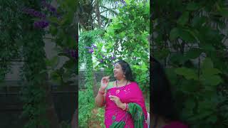 Two excellent varieties Petrea volubilis 3korganics flowergardening shortvideo flowers [upl. by Gile641]