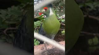 Turaco Leocotis  Criadouro Campestre [upl. by Docile31]