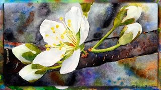 How to Paint the Cherry Blossom in Watercolor Part 1 [upl. by Yud]