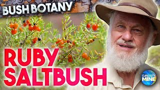 Ruby Saltbush  Bush Botany  Lightning Ridge [upl. by Yeltsew]