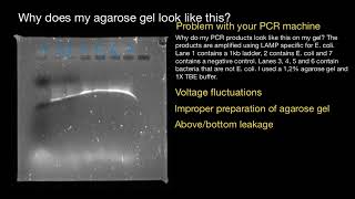 What caused such gel electrophoresis  explained [upl. by Suaeddaht]