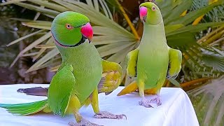 Funny Parrot Videos Compilation  Parrot Talking [upl. by Ailema131]