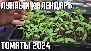 Лунный календарь посадки помидор в 2024 году Посадите в эти дни для хорошего урожая [upl. by Eeslek]