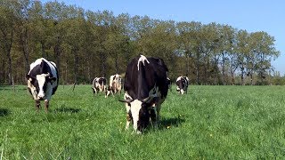 Lélevage bio des vaches laitières à la Bergerie nationale [upl. by Heidie]