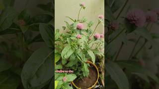 Gomphrena plant Care Tips 👍🥰 gomphrena short viral [upl. by Cohby236]