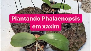 COMO PLANTAR ORQUÍDEA NO XAXIM Super fácil [upl. by Adnak]