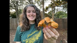 Chanterelle Mushroom Foraging  Identification and Harvest [upl. by Enneillij]