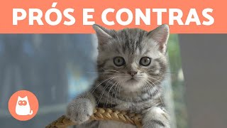 É melhor adotar um GATO MACHO OU FÊMEA 🐱 DIFERENÇAS [upl. by Katherin]