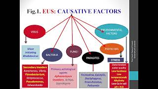 Epizootic Ulcerative Syndrome [upl. by Guildroy270]