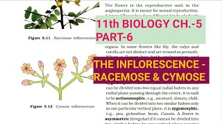 Class 11 BiologyCh5 Part6The InflorescenceStudy with Farru [upl. by Konstantin]