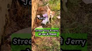 Baby duck का आखिर पल कब्र से Street Dog ने जेरी को निकाला  petsvlog youtubeshorts viralvideo [upl. by Audie162]