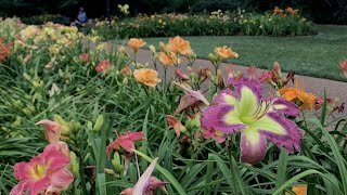 Virtual Tour June 21 Daylily Garden Bottlebrush Buckeye Bulb Garden [upl. by Juliano]