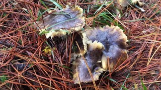 Tricholoma portentosum amp Cantharellus tubaeformis 2017 HD [upl. by Polik]