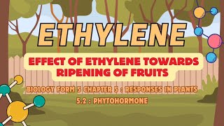 Effect of Ethylene Hormone Towards Ripening of Fruits [upl. by Aenahs]