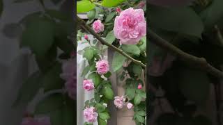 Rosa Charles Rennie Mackintosh beautiful 85 flower posts produce a lot of Flower shortvideoviral [upl. by Bertrando]