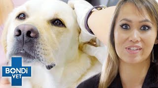 Cleaning The Worst Dog Infected Ears  Bondi Vet Clips  Bondi Vet [upl. by Merce580]