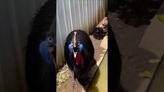 cassowary  heard the sound had to do it more like this on the way [upl. by Eniamaj]