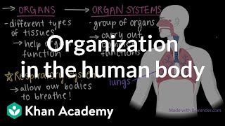 Organization in the human body  Cells and organisms  Middle school biology  Khan Academy [upl. by Priestley797]