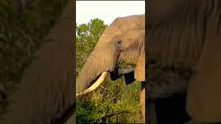 WILD Life DOCUMENTARY Strong Elephant [upl. by Arlon755]