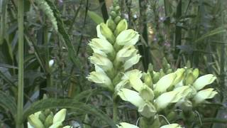 Minnesota Native Plant  White Turtlehead Chelone Glabra [upl. by Accebber815]