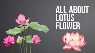 Lotus flower How to grow lotus plants at home from seeds how to care flower meanings and colors [upl. by Erminie]