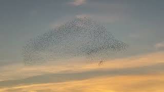 Starling Murmuration [upl. by Irehc]